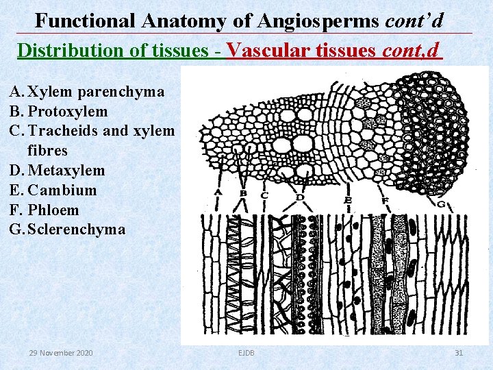 Functional Anatomy of Angiosperms cont’d Distribution of tissues - Vascular tissues cont, d A. Functional Anatomy of Angiosperms cont’d Distribution of tissues - Vascular tissues cont, d A.
