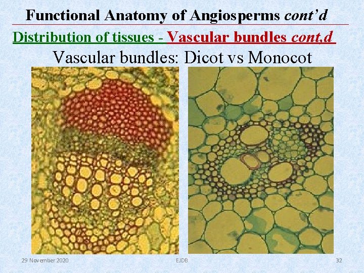 Functional Anatomy of Angiosperms cont’d Distribution of tissues - Vascular bundles cont, d Vascular Functional Anatomy of Angiosperms cont’d Distribution of tissues - Vascular bundles cont, d Vascular