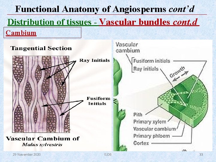 Functional Anatomy of Angiosperms cont’d Distribution of tissues - Vascular bundles cont, d Cambium Functional Anatomy of Angiosperms cont’d Distribution of tissues - Vascular bundles cont, d Cambium