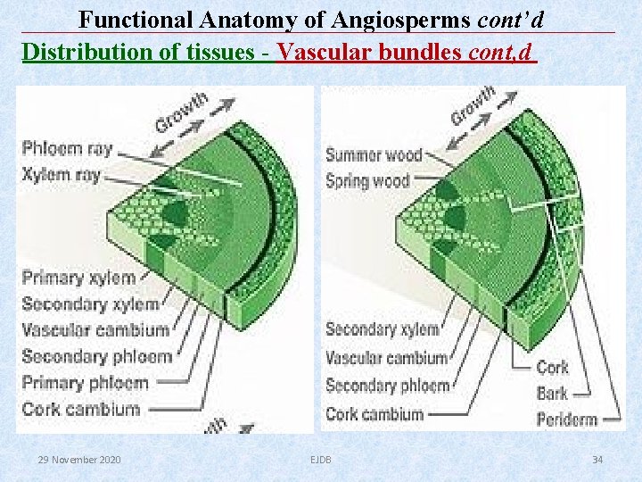 Functional Anatomy of Angiosperms cont’d Distribution of tissues - Vascular bundles cont, d 29 Functional Anatomy of Angiosperms cont’d Distribution of tissues - Vascular bundles cont, d 29