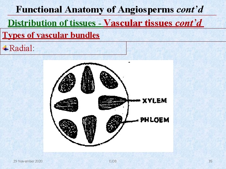 Functional Anatomy of Angiosperms cont’d Distribution of tissues - Vascular tissues cont’d Types of Functional Anatomy of Angiosperms cont’d Distribution of tissues - Vascular tissues cont’d Types of
