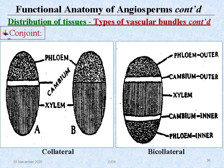 Functional Anatomy of Angiosperms cont’d Distribution of tissues - Types of vascular bundles cont’d Functional Anatomy of Angiosperms cont’d Distribution of tissues - Types of vascular bundles cont’d