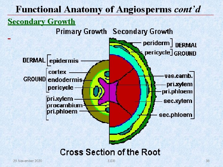 Functional Anatomy of Angiosperms cont’d Secondary Growth 29 November 2020 EJDB 38 Functional Anatomy of Angiosperms cont’d Secondary Growth 29 November 2020 EJDB 38