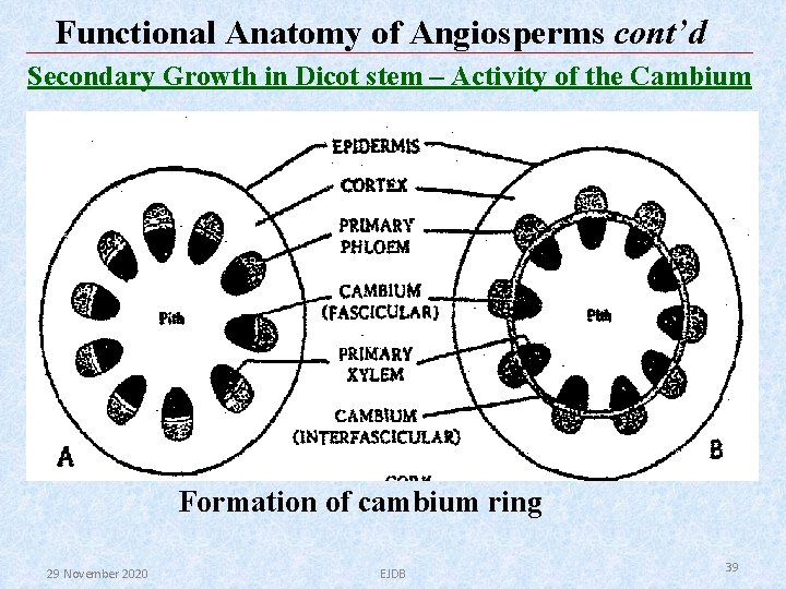 Functional Anatomy of Angiosperms cont’d Secondary Growth in Dicot stem – Activity of the Functional Anatomy of Angiosperms cont’d Secondary Growth in Dicot stem – Activity of the