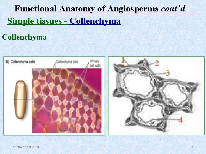Functional Anatomy of Angiosperms cont’d Simple tissues - Collenchyma 29 November 2020 EJDB 4 Functional Anatomy of Angiosperms cont’d Simple tissues - Collenchyma 29 November 2020 EJDB 4