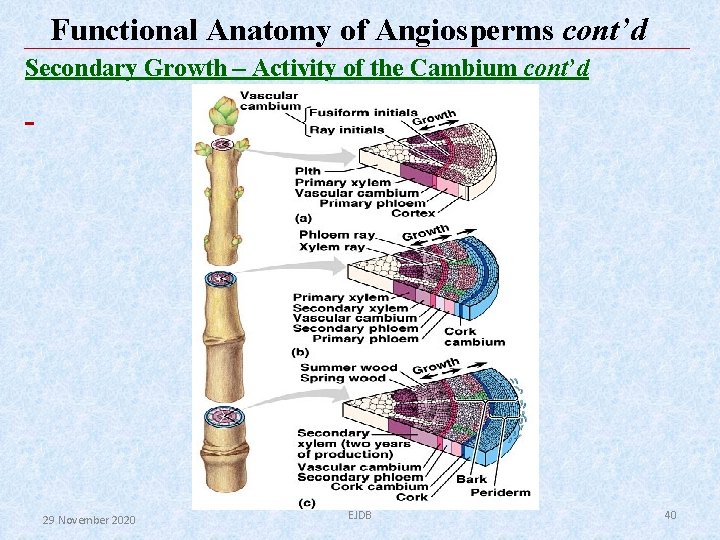 Functional Anatomy of Angiosperms cont’d Secondary Growth – Activity of the Cambium cont’d 29 Functional Anatomy of Angiosperms cont’d Secondary Growth – Activity of the Cambium cont’d 29