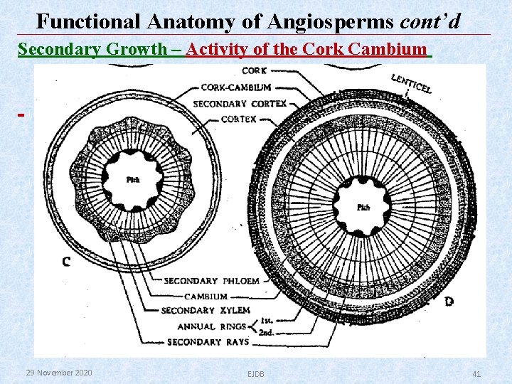 Functional Anatomy of Angiosperms cont’d Secondary Growth – Activity of the Cork Cambium 29 Functional Anatomy of Angiosperms cont’d Secondary Growth – Activity of the Cork Cambium 29