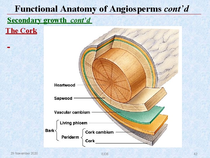 Functional Anatomy of Angiosperms cont’d Secondary growth cont’d The Cork 29 November 2020 EJDB Functional Anatomy of Angiosperms cont’d Secondary growth cont’d The Cork 29 November 2020 EJDB