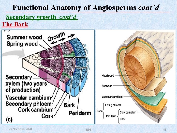 Functional Anatomy of Angiosperms cont’d Secondary growth cont’d The Bark 29 November 2020 EJDB Functional Anatomy of Angiosperms cont’d Secondary growth cont’d The Bark 29 November 2020 EJDB
