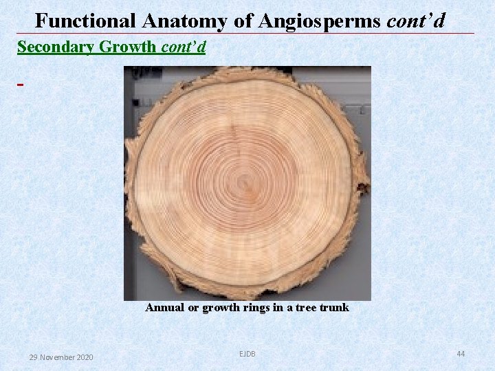 Functional Anatomy of Angiosperms cont’d Secondary Growth cont’d Annual or growth rings in a Functional Anatomy of Angiosperms cont’d Secondary Growth cont’d Annual or growth rings in a