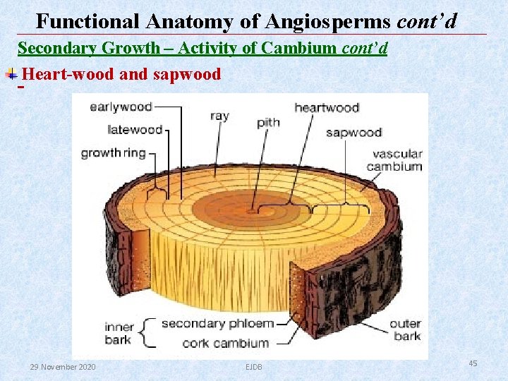 Functional Anatomy of Angiosperms cont’d Secondary Growth – Activity of Cambium cont’d Heart-wood and Functional Anatomy of Angiosperms cont’d Secondary Growth – Activity of Cambium cont’d Heart-wood and