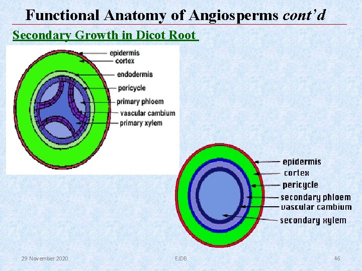 Functional Anatomy of Angiosperms cont’d Secondary Growth in Dicot Root 29 November 2020 EJDB Functional Anatomy of Angiosperms cont’d Secondary Growth in Dicot Root 29 November 2020 EJDB