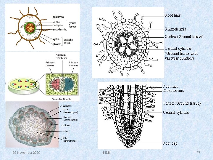 Root hair Rhizodermis Cortex (Ground tissue) Central cylinder (Ground tissue with vascular bundles) Root Root hair Rhizodermis Cortex (Ground tissue) Central cylinder (Ground tissue with vascular bundles) Root
