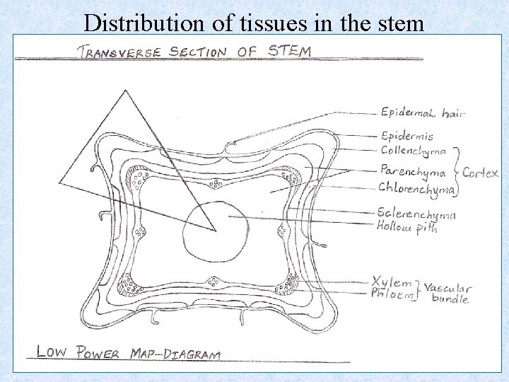 Distribution of tissues in the stem 29 November 2020 EJDB 49 Distribution of tissues in the stem 29 November 2020 EJDB 49