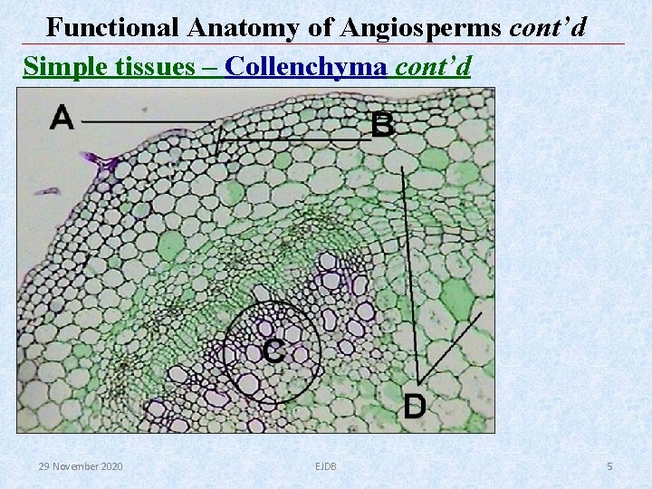 Functional Anatomy of Angiosperms cont’d Simple tissues – Collenchyma cont’d 29 November 2020 EJDB Functional Anatomy of Angiosperms cont’d Simple tissues – Collenchyma cont’d 29 November 2020 EJDB