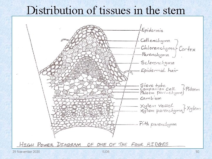Distribution of tissues in the stem 29 November 2020 EJDB 50 Distribution of tissues in the stem 29 November 2020 EJDB 50