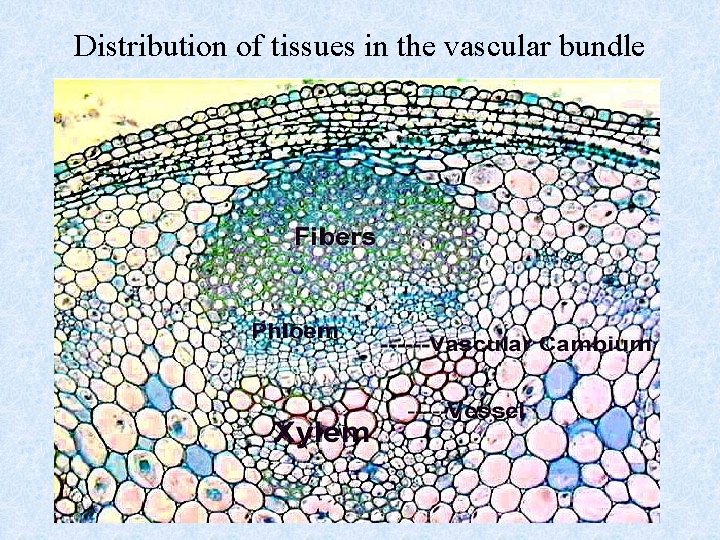 Distribution of tissues in the vascular bundle Distribution of tissues in the vascular bundle