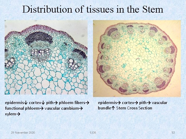 Distribution of tissues in the Stem epidermis→ cortex→ pith→ vascular bundle↑ Stem Cross Section Distribution of tissues in the Stem epidermis→ cortex→ pith→ vascular bundle↑ Stem Cross Section