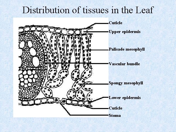 Distribution of tissues in the Leaf Cuticle Upper epidermis Palisade mesophyll Vascular bundle Spongy Distribution of tissues in the Leaf Cuticle Upper epidermis Palisade mesophyll Vascular bundle Spongy