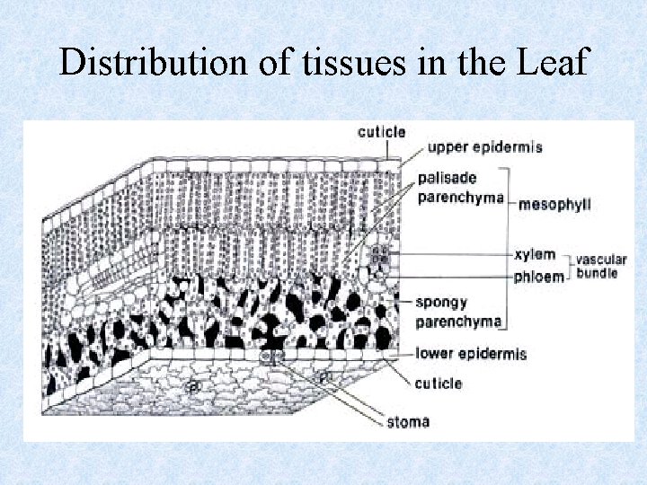 Distribution of tissues in the Leaf Distribution of tissues in the Leaf