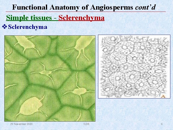 Functional Anatomy of Angiosperms cont’d Simple tissues - Sclerenchyma v Sclerenchyma 29 November 2020 Functional Anatomy of Angiosperms cont’d Simple tissues - Sclerenchyma v Sclerenchyma 29 November 2020