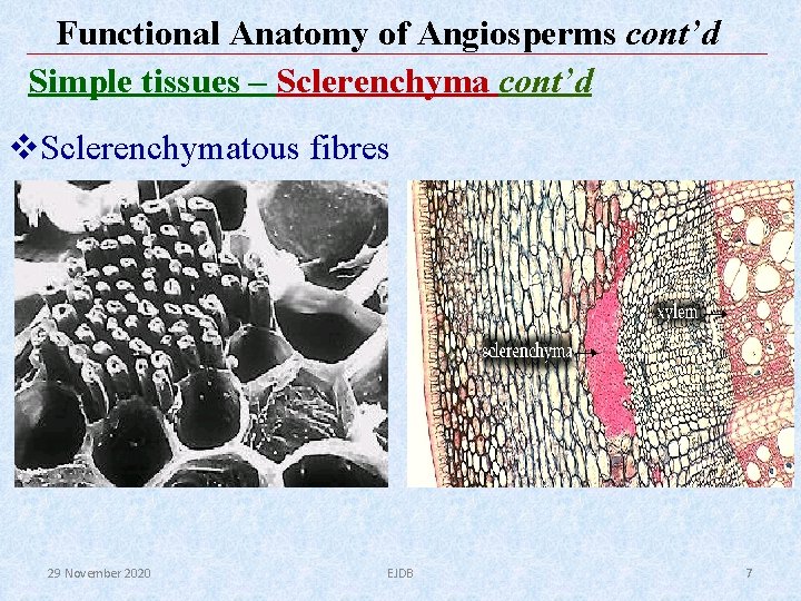 Functional Anatomy of Angiosperms cont’d Simple tissues – Sclerenchyma cont’d v. Sclerenchymatous fibres 29 Functional Anatomy of Angiosperms cont’d Simple tissues – Sclerenchyma cont’d v. Sclerenchymatous fibres 29