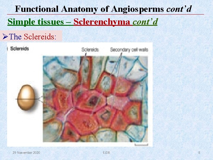 Functional Anatomy of Angiosperms cont’d Simple tissues – Sclerenchyma cont’d ØThe Sclereids: 29 November Functional Anatomy of Angiosperms cont’d Simple tissues – Sclerenchyma cont’d ØThe Sclereids: 29 November