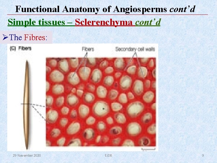 Functional Anatomy of Angiosperms cont’d Simple tissues – Sclerenchyma cont’d ØThe Fibres: 29 November Functional Anatomy of Angiosperms cont’d Simple tissues – Sclerenchyma cont’d ØThe Fibres: 29 November