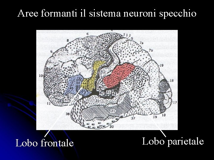 Aree formanti il sistema neuroni specchio Lobo frontale Lobo parietale Aree formanti il sistema neuroni specchio Lobo frontale Lobo parietale