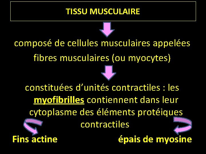 TISSU MUSCULAIRE composé de cellules musculaires appelées fibres musculaires (ou myocytes) constituées d’unités contractiles