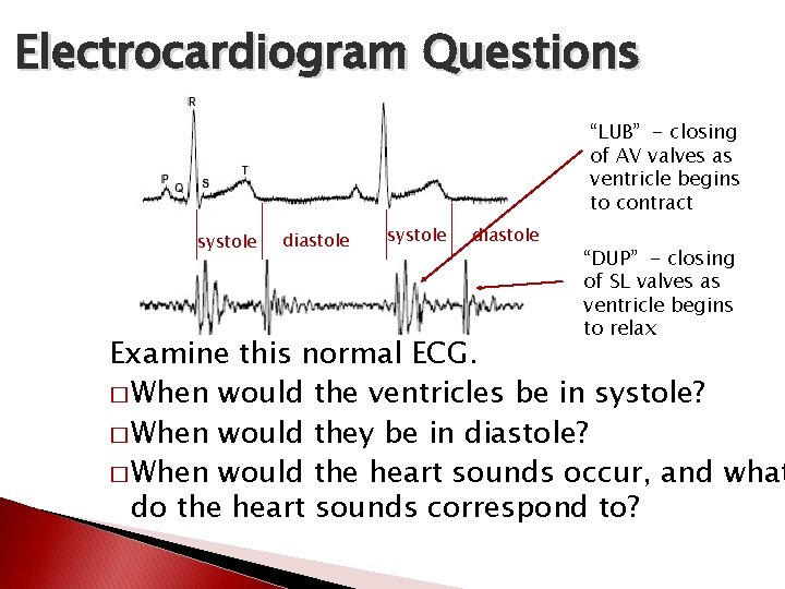 Electrocardiogram Questions “LUB” - closing of AV valves as ventricle begins to contract systole