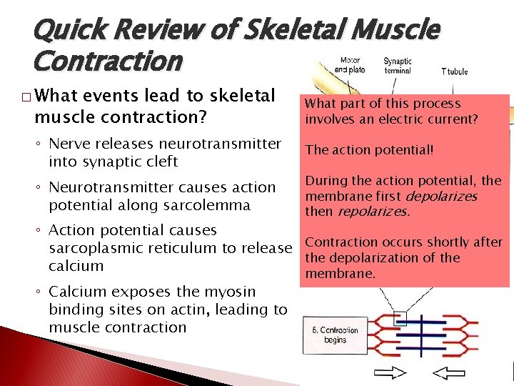 Quick Review of Skeletal Muscle Contraction � What events lead to skeletal muscle contraction?