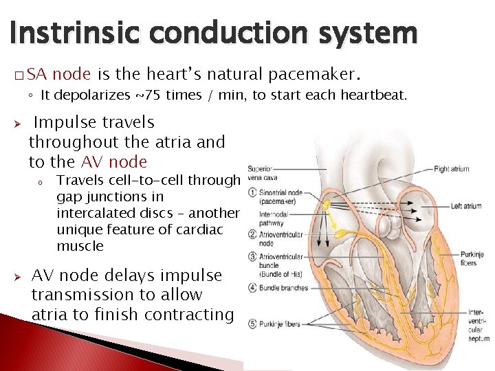 Instrinsic conduction system � SA node is the heart’s natural pacemaker. ◦ It depolarizes