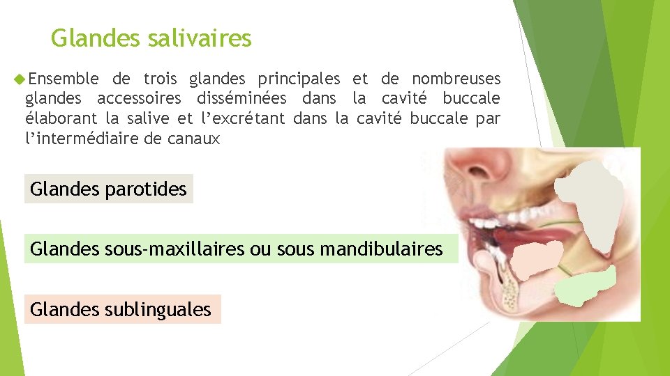 Glandes salivaires Ensemble de trois glandes principales et de nombreuses glandes accessoires disséminées dans