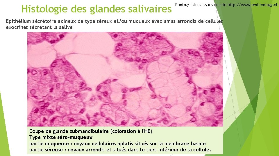 Histologie des glandes salivaires Photographies issues du site http: //www. embryology. ch Epithélium sécrétoire