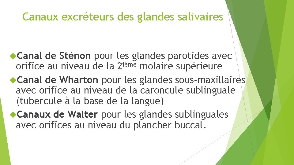 Canaux excréteurs des glandes salivaires Canal de Sténon pour les glandes parotides avec orifice