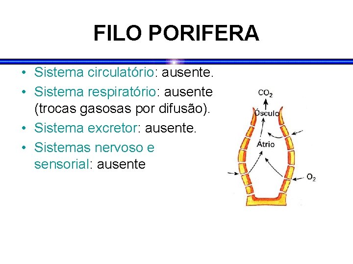 FILO PORIFERA • Sistema circulatório: ausente. • Sistema respiratório: ausente (trocas gasosas por difusão).
