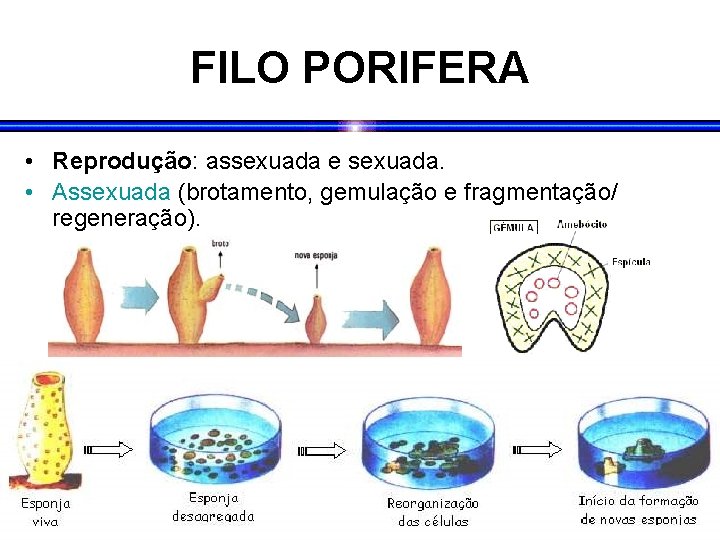 FILO PORIFERA • Reprodução: assexuada e sexuada. • Assexuada (brotamento, gemulação e fragmentação/ regeneração).