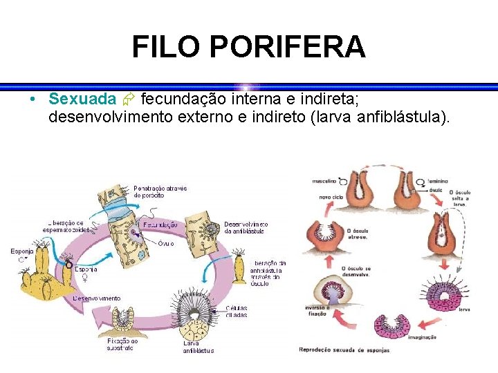 FILO PORIFERA • Sexuada fecundação interna e indireta; desenvolvimento externo e indireto (larva anfiblástula).