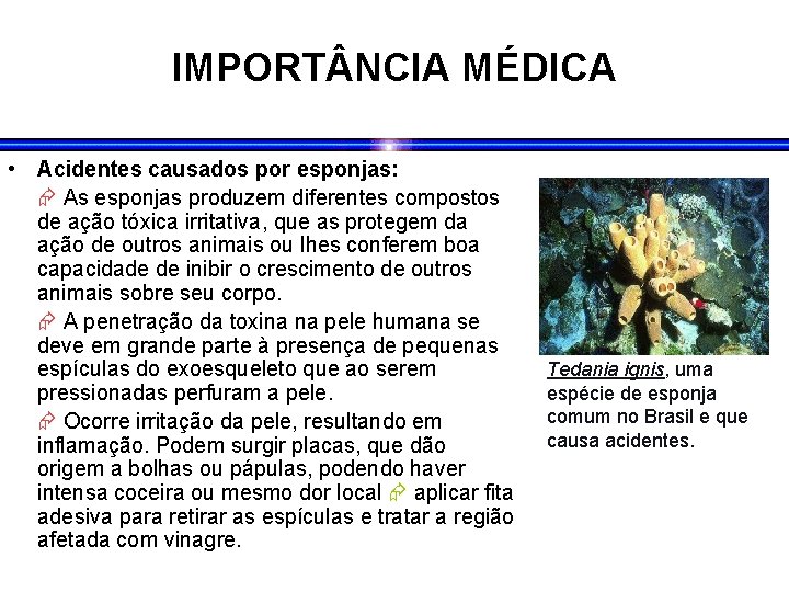 IMPORT NCIA MÉDICA • Acidentes causados por esponjas: As esponjas produzem diferentes compostos de