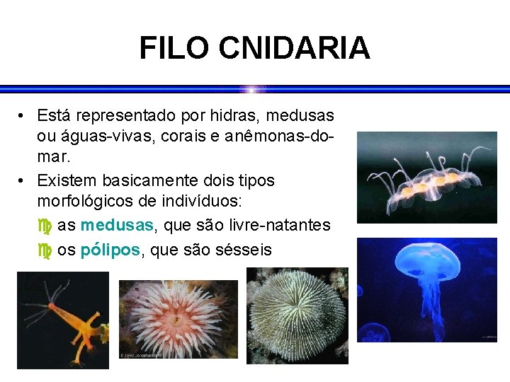 FILO CNIDARIA • Está representado por hidras, medusas ou águas-vivas, corais e anêmonas-domar. •
