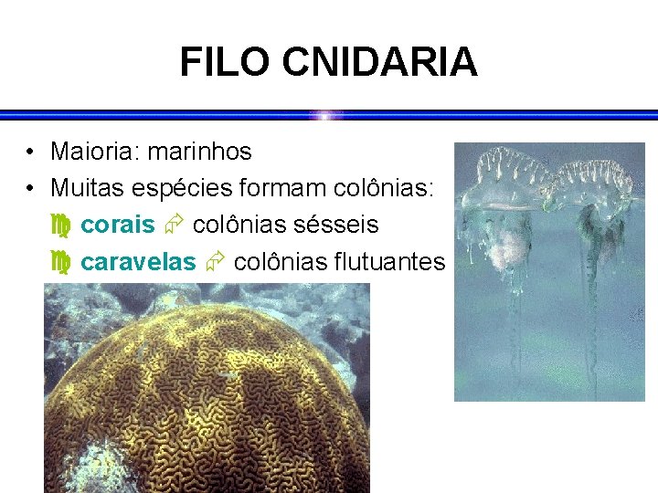 FILO CNIDARIA • Maioria: marinhos • Muitas espécies formam colônias: corais colônias sésseis caravelas