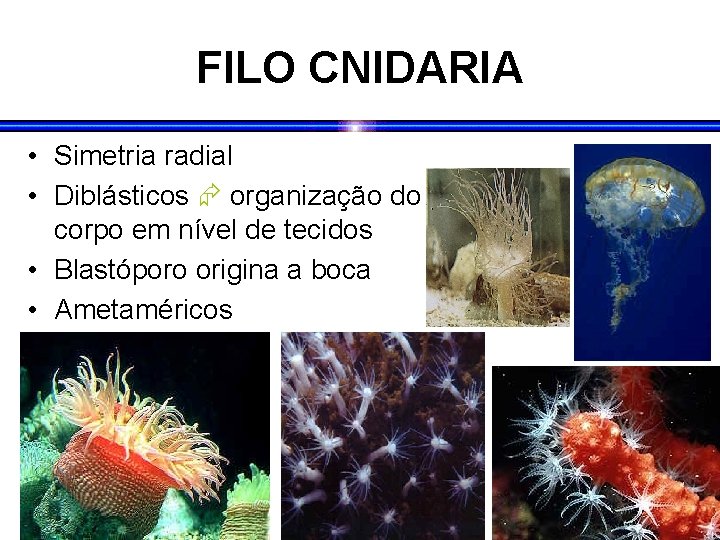 FILO CNIDARIA • Simetria radial • Diblásticos organização do corpo em nível de tecidos