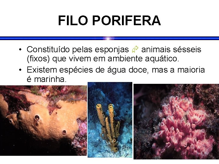 FILO PORIFERA • Constituído pelas esponjas animais sésseis (fixos) que vivem em ambiente aquático.