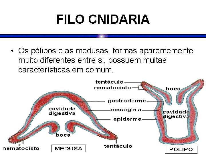 FILO CNIDARIA • Os pólipos e as medusas, formas aparentemente muito diferentes entre si,