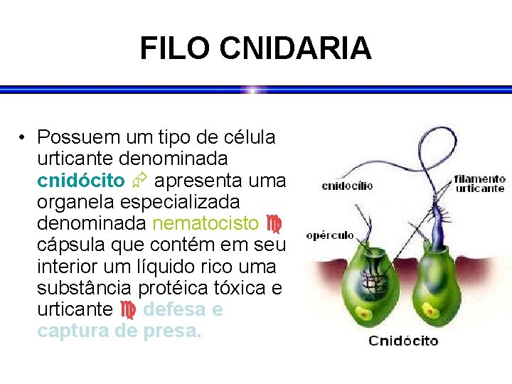 FILO CNIDARIA • Possuem um tipo de célula urticante denominada cnidócito apresenta uma organela