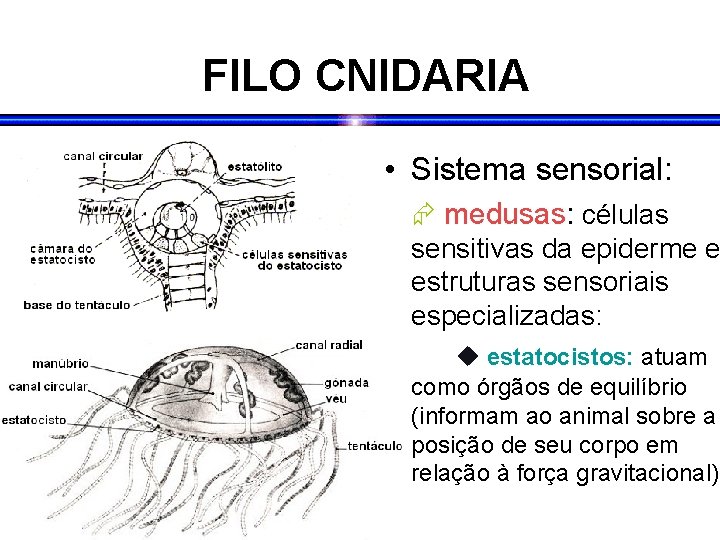 FILO CNIDARIA • Sistema sensorial: medusas: células sensitivas da epiderme e estruturas sensoriais especializadas: