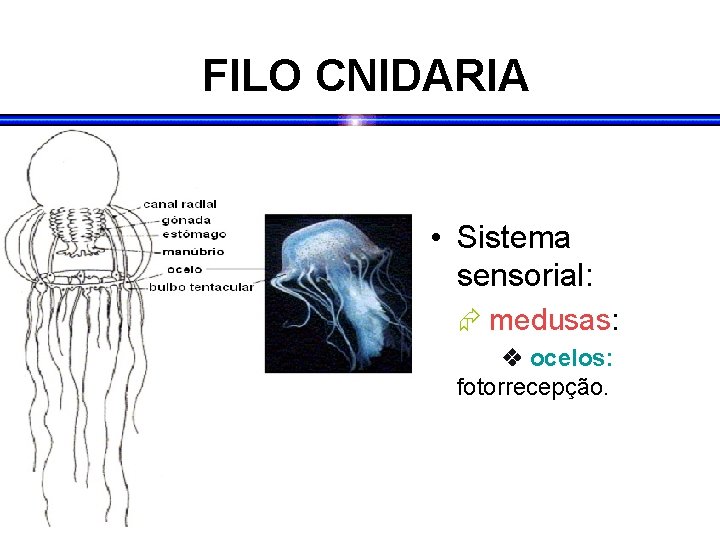 FILO CNIDARIA • Sistema sensorial: medusas: ocelos: fotorrecepção. 