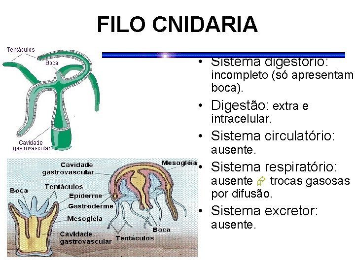 FILO CNIDARIA • Sistema digestório: incompleto (só apresentam boca). • Digestão: extra e intracelular.