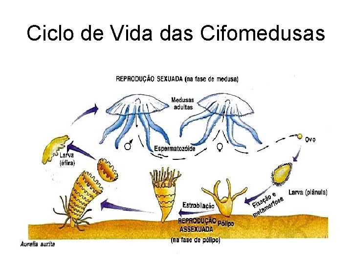 Ciclo de Vida das Cifomedusas 